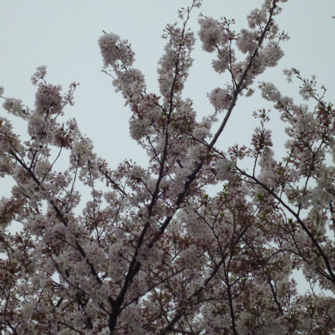 s48020160408西太子堂公園の桜 (2)