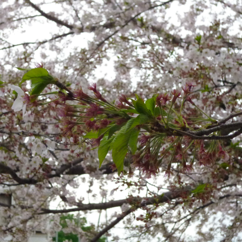 s48020160408西太子堂公園の桜 (8)