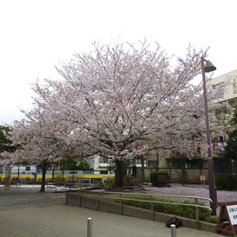 s48020160408西太子堂公園の桜 (4)
