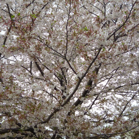 s48020160408西太子堂公園の桜 (5)