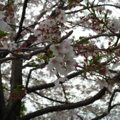 s48020160408西太子堂公園の桜 (7)