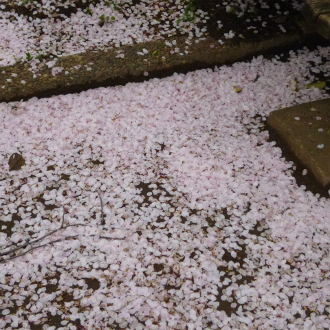 s48020160408西太子堂公園の桜 (9)