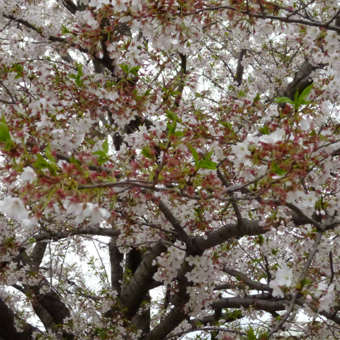 s48020160408西太子堂公園の桜 (10)