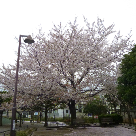 s48020160408西太子堂公園の桜 (11)