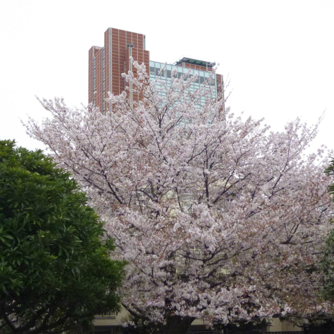 s48020160408西太子堂公園の桜 (15)