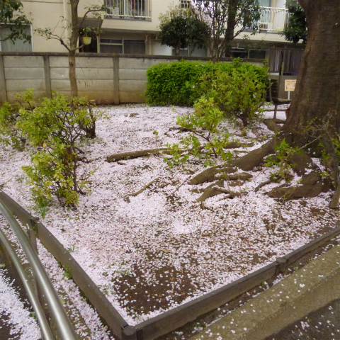 s48020160408西太子堂公園の桜 (17)