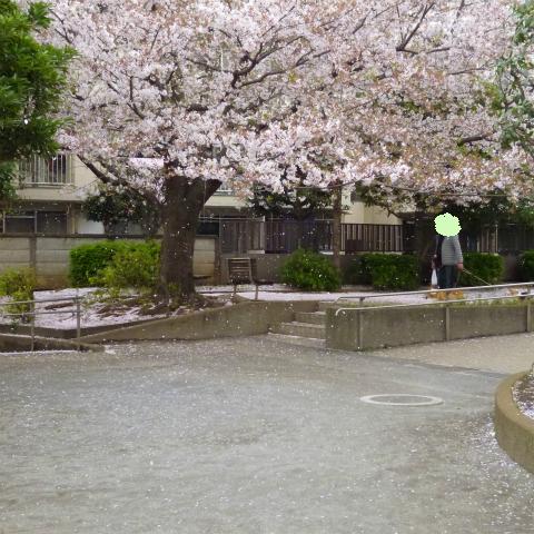 s48020160408西太子堂公園の桜 (16)