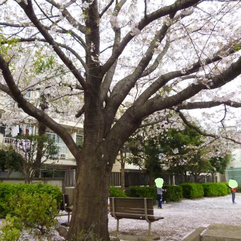 s48020160408西太子堂公園の桜 (18)
