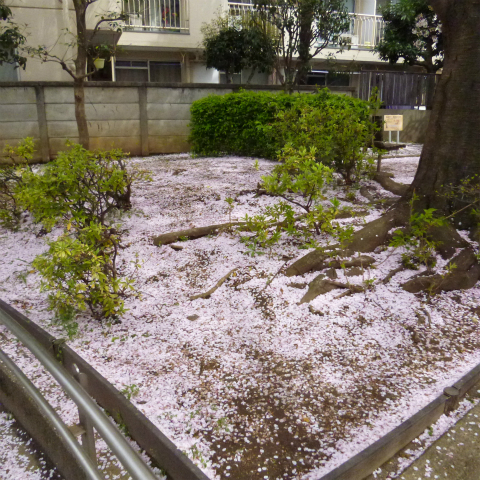 s48020160409西太子堂公園の桜 (3)