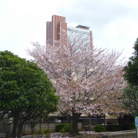 s48020160409西太子堂公園の桜 (2)