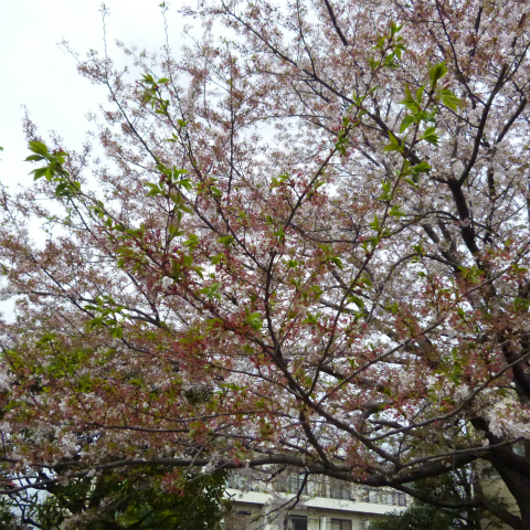s48020160409西太子堂公園の桜 (8)