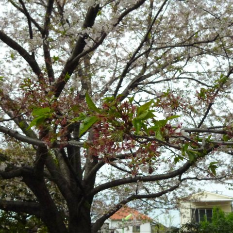 s48020160409西太子堂公園の桜 (5)