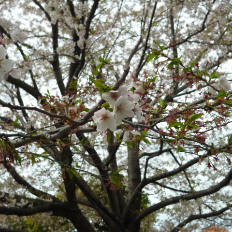 s48020160409西太子堂公園の桜 (6)