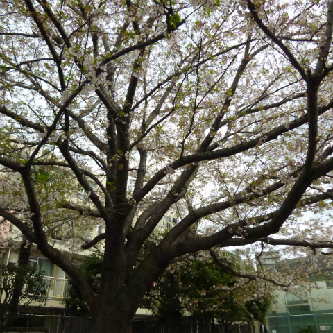 s48020160409西太子堂公園の桜 (13)