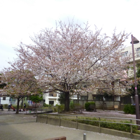 s48020160409西太子堂公園の桜 (9)