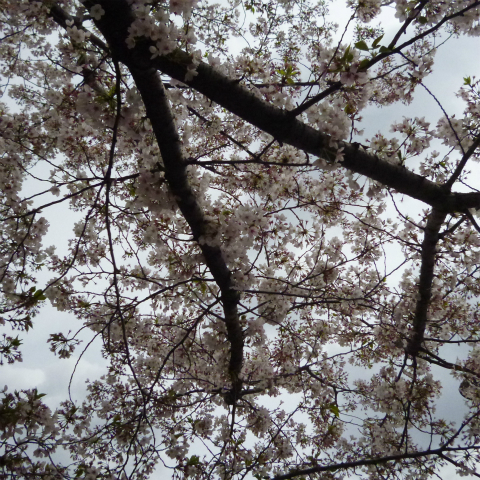 s48020160409西太子堂公園の桜 (11)