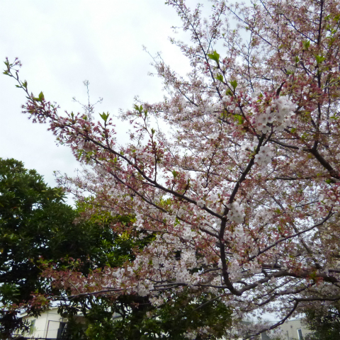 s48020160409西太子堂公園の桜 (14)