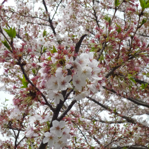 s48020160409西太子堂公園の桜 (15)