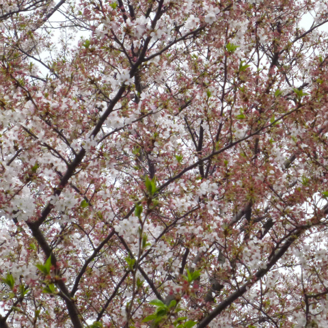 s48020160409西太子堂公園の桜 (16)