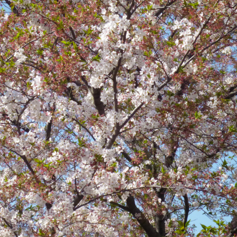 s48020160411西太子堂公園の桜