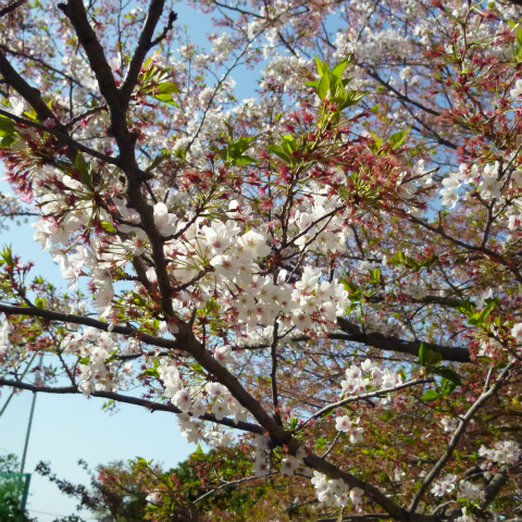 s48020160411西太子堂公園の桜 (8)