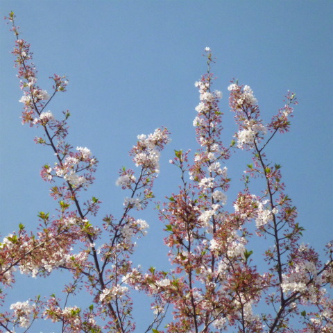 s48020160411西太子堂公園の桜 (4)