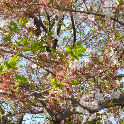s48020160411西太子堂公園の桜 (5)