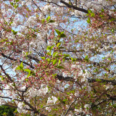 s48020160411西太子堂公園の桜 (7)