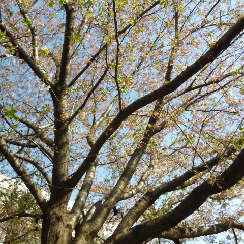 s48020160411西太子堂公園の桜 (13)