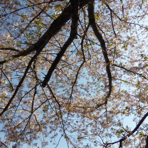 s48020160411西太子堂公園の桜 (9)