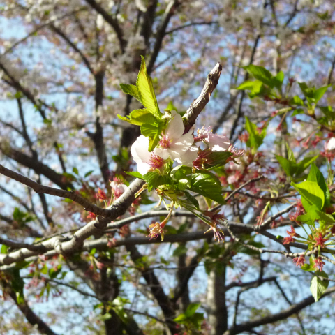s48020160411西太子堂公園の桜 (10)