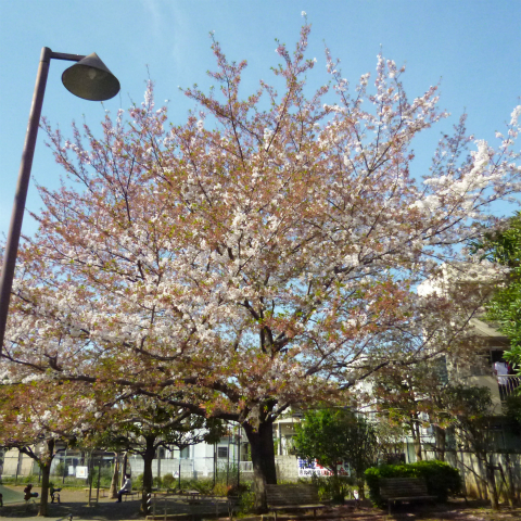 s48020160411西太子堂公園の桜 (18)