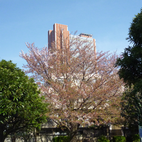 s48020160411西太子堂公園の桜 (14)