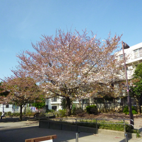 s48020160411西太子堂公園の桜 (17)
