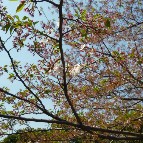 s48020160412西太子堂公園の桜 (3)