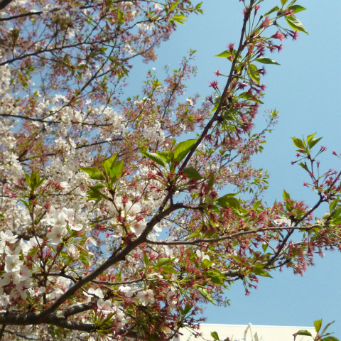 s48020160412西太子堂公園の桜