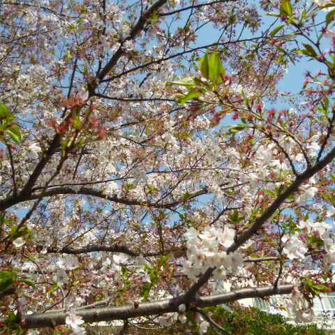 s48020160412西太子堂公園の桜 (2)