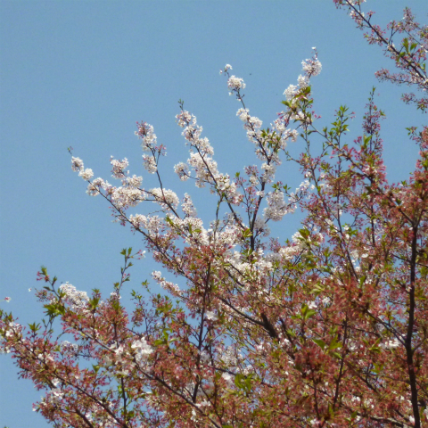 s48020160412西太子堂公園の桜 (8)