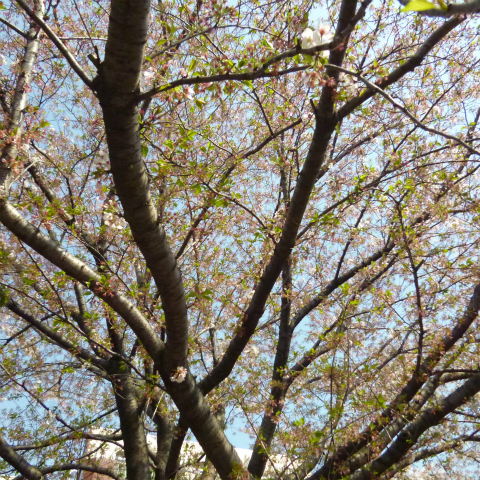 s48020160412西太子堂公園の桜 (4)