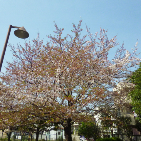 s48020160412西太子堂公園の桜 (6)