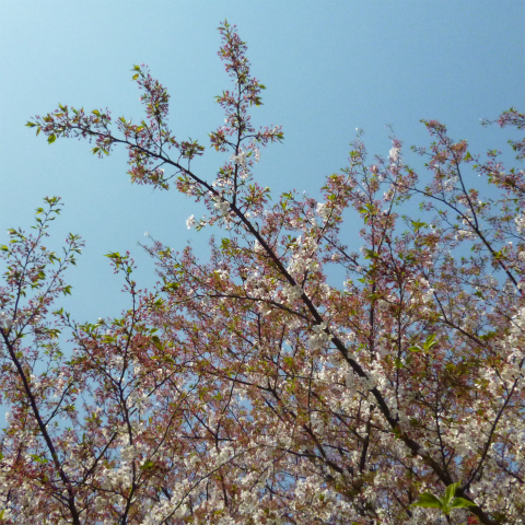 s48020160412西太子堂公園の桜 (7)