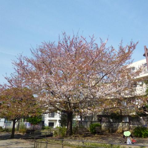 s48020160412西太子堂公園の桜 (13)
