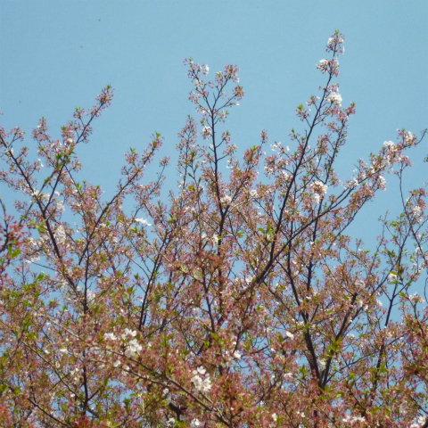 s48020160412西太子堂公園の桜 (9)