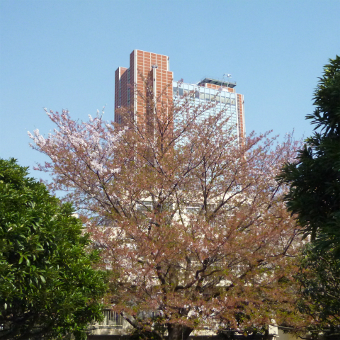 s48020160412西太子堂公園の桜 (10)