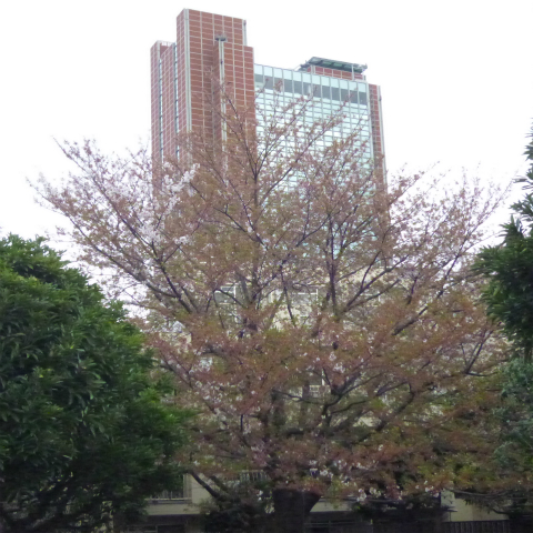 s48020160413西太子堂公園の桜 (3)