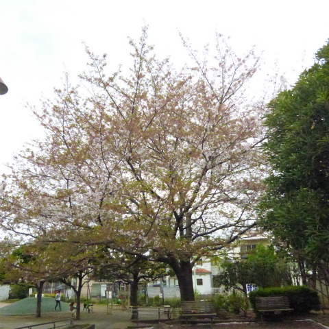 s48020160413西太子堂公園の桜 (8)