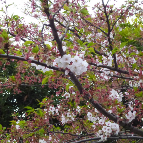 s48020160413西太子堂公園の桜 (4)