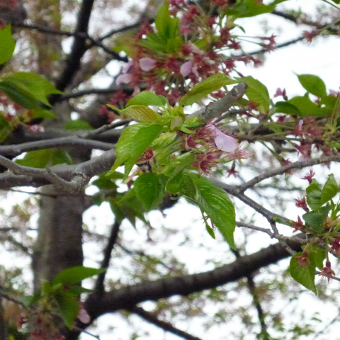 s48020160413西太子堂公園の桜 (5)