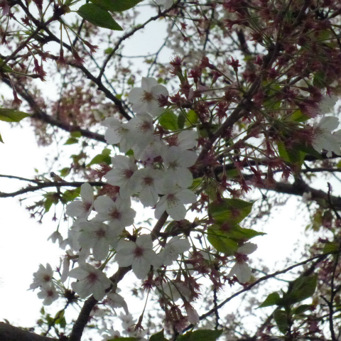 s48020160413西太子堂公園の桜 (6)
