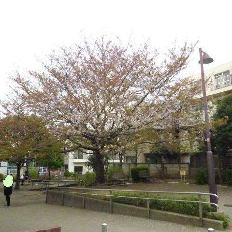 s48020160413西太子堂公園の桜 (9)